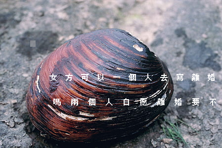 女方可以一個人去寫離婚協(xié)議書嗎(兩個人自愿離婚要不要寫離婚協(xié)議)