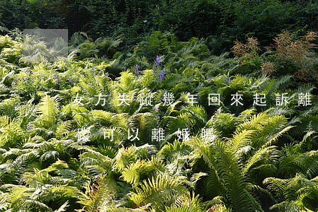 女方失蹤幾年回來起訴離婚(法院申請宣告失蹤可以離婚嗎?)