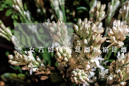 女方如何拖延離婚(拖延離婚的最好辦法)