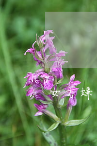 女方嫌家窮想離婚怎么辦