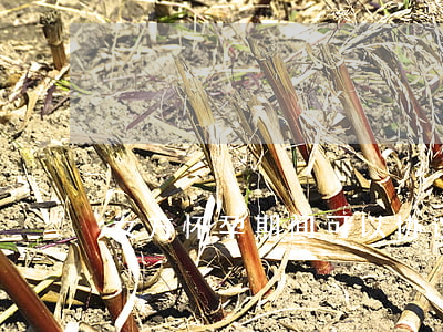 女方怀孕期间可以协议离婚吗