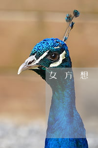 女方想寫離婚書怎樣寫(離婚書面材料怎么寫)