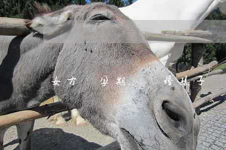 女方懷孕期間離婚孩子歸誰