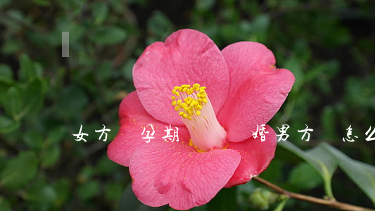 女方懷孕期間鬧離婚男方該怎么辦