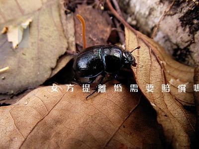 女方提離婚需要賠償嗎