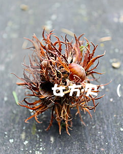 女方欠網(wǎng)貸一個孩子能判給誰