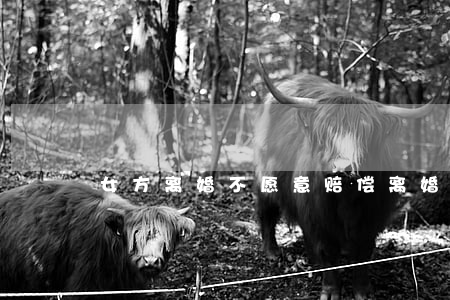 女方离婚不愿意赔偿(离婚一定要赔偿女方吗)