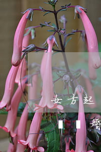 女方起訴離婚在哪里可以辦理(在哪里可以起訴離婚手續(xù))