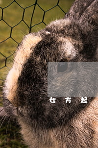 女方起訴離婚孩子歸誰