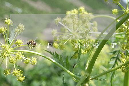 女方起訴離婚模板(離婚訴訟模板女)