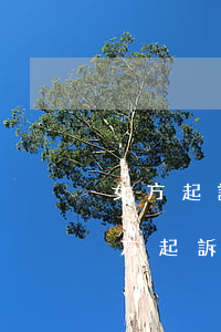 女方起訴離婚男方如何應(yīng)訴(女方起訴離婚,男方可以反訴嗎)