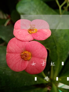 女方起訴離婚訴狀樣本(2021年女方起訴離婚訴狀樣本)
