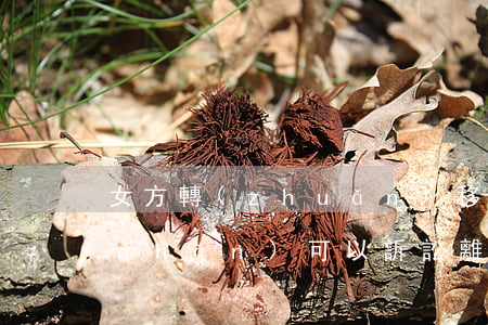 女方轉(zhuǎn)移財(cái)產(chǎn)可以訴訟離婚嗎(女方婚內(nèi)轉(zhuǎn)移財(cái)產(chǎn)后起訴離婚)