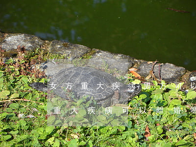 女方重大疾病男方可以提離婚嗎(離婚一方有重大疾病可以離婚嗎)