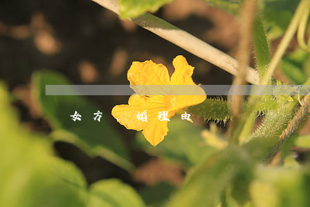 女方離婚理由