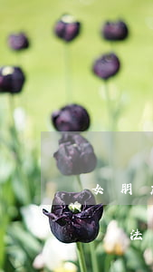 女朋友懷孕了可以違法嗎(女朋友懷孕了可以違法嗎)