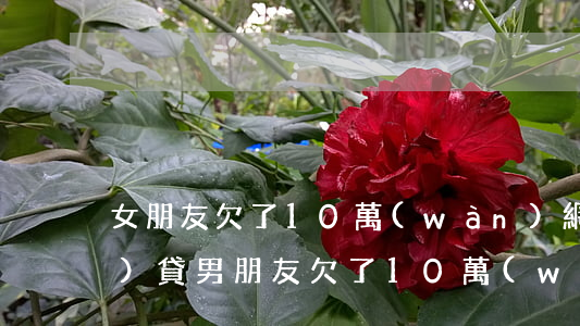 女朋友欠了10萬(wàn)網(wǎng)貸(男朋友欠了10萬(wàn)網(wǎng)貸)