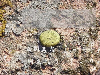 女朋友欠網(wǎng)貸2萬多怎么辦(女朋友欠了網(wǎng)貸三萬元)