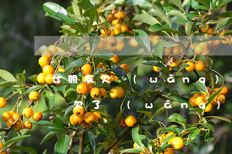 女朋友欠網(wǎng)貸對我買房有影響嗎(欠了網(wǎng)貸影響買房嗎)