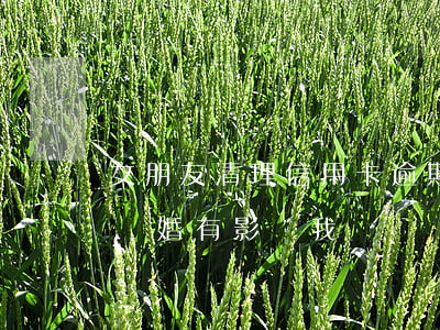 女朋友清理信用卡逾期(女朋友信用卡逾期會結婚有影響我嗎)