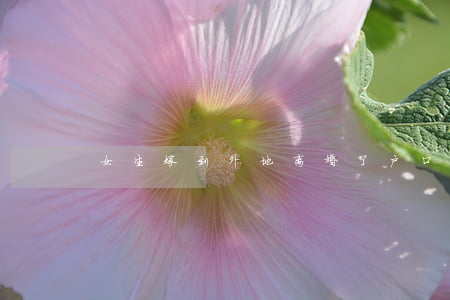 女生嫁到外地离婚了户口怎么办