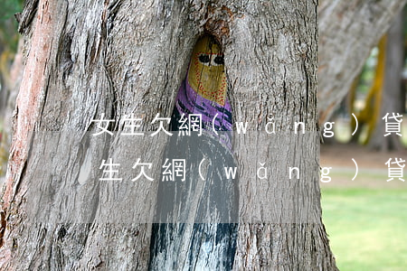 女生欠網(wǎng)貸五萬(wàn)(女生欠網(wǎng)貸五萬(wàn))