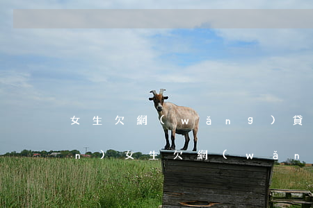 女生欠網(wǎng)貸如何掙錢(qián)(女生欠網(wǎng)貸如何掙錢(qián))