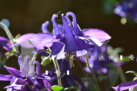 女的懷孕可以去法院離婚嗎(女子懷孕期間可以離婚嗎)