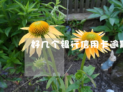 好几个银行信用卡逾期-十几张信用卡逾期