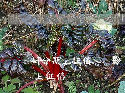 好分期上征信嗎,會影響貸款嗎（好分期會不會上征信）