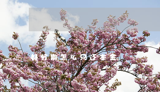 好分期怎么只还本金
