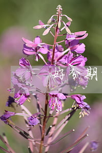 好分期能逾期今天-好分期可以逾幾天
