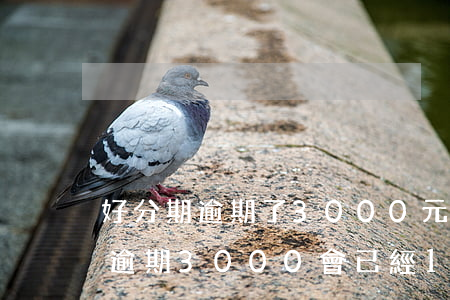 好分期逾期了3000元會起訴嗎-好分期逾期3000會已經150天會起訴不
