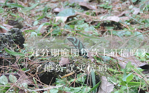 好分期逾期贷款上征信吗(来分期逾期上征信了,能贷款买房吗)