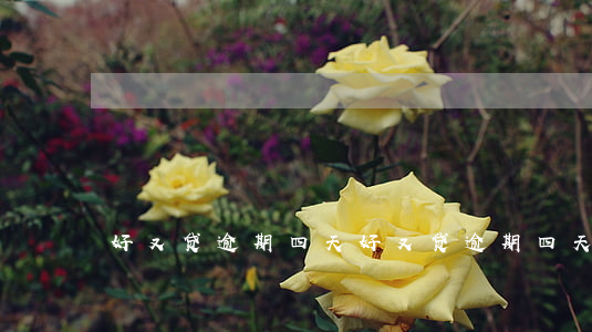 好又贷逾期四天(好又贷逾期四天)