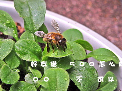 好友借錢500怎么向法院起訴(朋友借了500塊錢不還可以報(bào)警嗎)