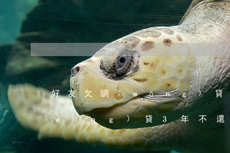 好友欠網(wǎng)貸3年還不上(欠網(wǎng)貸3年不還沒(méi)有事)