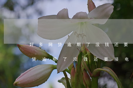 好多网贷逾期了没钱还要接电话吗-好多网贷逾期了没钱还要接电话吗怎么办