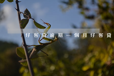 好客貸逾期一個月(好客貸可以延期嘛)