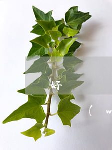 好幾筆網(wǎng)貸逾期了怎么辦 十幾個網(wǎng)貸全部逾期如何解救