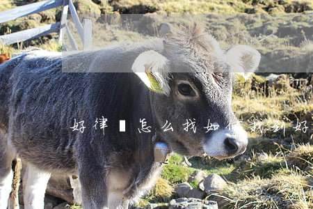 好律師怎么找(如何找到好的律師)