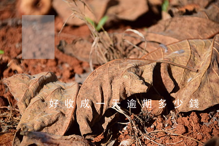 好收成一天逾期多少錢