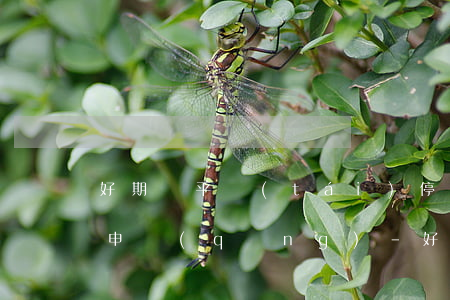 好期貸平臺(tái)停息掛賬自己怎么去申請(qǐng)-好期貸平臺(tái)停息掛賬自己怎么去申請(qǐng)呢