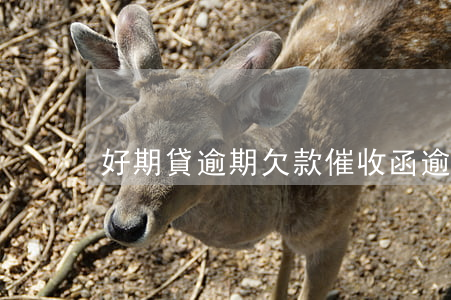 好期貸逾期欠款催收函(逾期欠款法律催收函)
