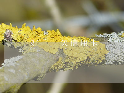 好煩惱欠信用卡沒錢還