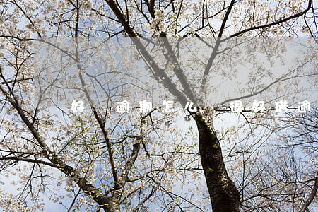好貸逾期怎么辦(很好借逾期)