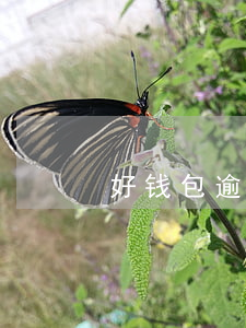 好钱包逾期多久上征信(好钱包是合法网贷吗)