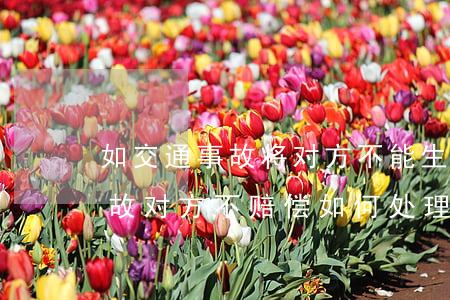 如交通事故将对方不能生理怎么赔偿(交通事故对方不赔偿如何处理)