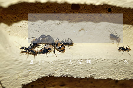 如何下載法院判決書,怎么下載法院判決書 如何下載法院判決書,怎么下載法院判決書