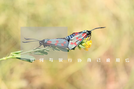 如何与银行协商已逾期信用卡暂缓还款？